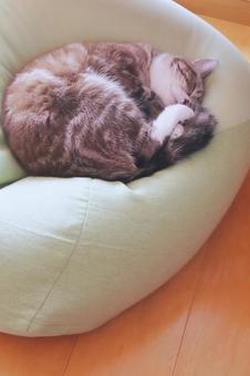 お昼寝するトラ猫 縦 猫,ねこ,ネコの写真素材