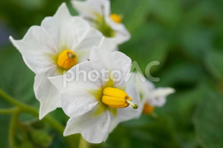 ジャガイモの花（とうや）06 じゃがいも,ジャガイモの花,白い花の写真素材