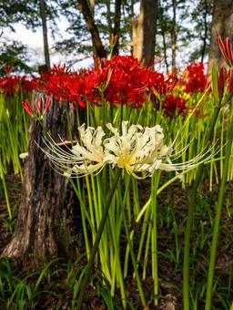 白と赤のヒガンバナ(曼殊沙華) 白と赤のヒガンバナ(曼殊沙華)の写真