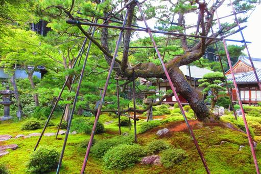 大阪府-金剛寺-本坊-枯山水庭園-鶴島 大阪府-金剛寺-本坊-枯山水庭園-鶴島の写真
