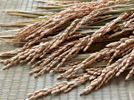 稲穂　畳背景 稲,米,稲穂の写真素材