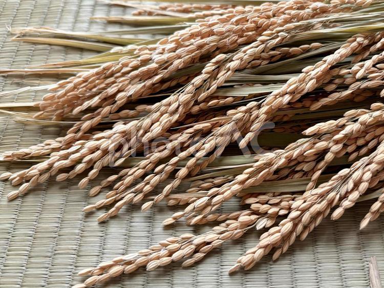 稲穂　畳背景 稲,米,稲穂の写真素材