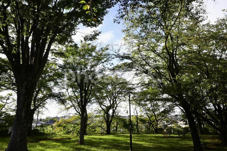 雨上がりの太陽に照らされる木々 木,風景,木材の写真素材