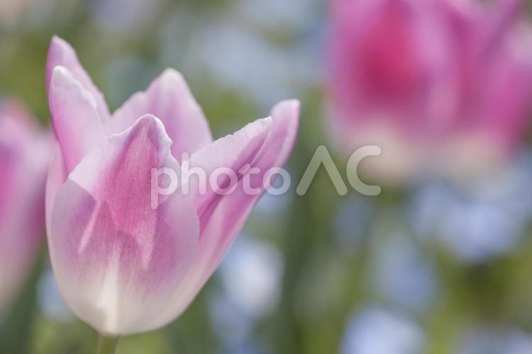 チューリップ 花・植物,チューリップ,植物の写真素材