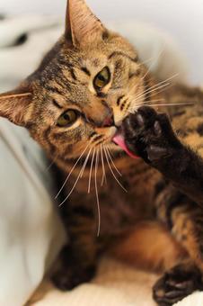 Photo, cat, grooming, fluffy, 