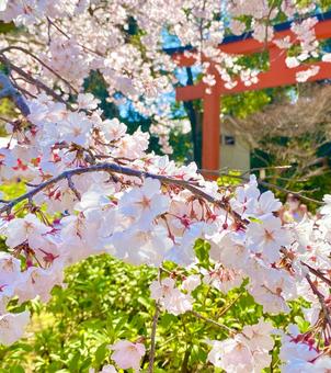 京都の桜　八坂神社 京都,桜,花見の写真素材
