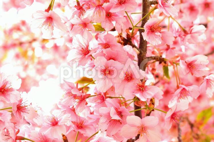 満開の河津桜　さくら 河津桜,カワヅサクラ,桜の写真素材