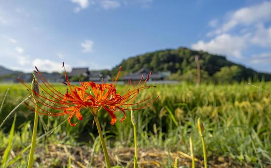 秋の知らせの彼岸花 秋の知らせの彼岸花 彼岸花,曼珠沙華,稲穂の写真素材
