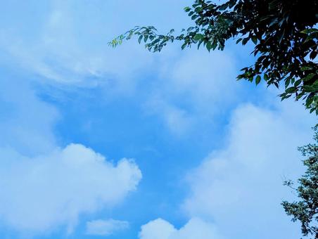 青空と雲と葉っぱ 青空と雲と葉っぱ 空,青空,雲の写真素材