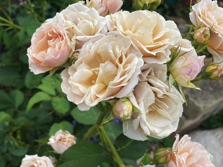 ピーチカラーのバラとつぼみの美しい一枝 ピーチカラーのバラとつぼみの美しい一枝 薔薇,ローズ,花の写真素材