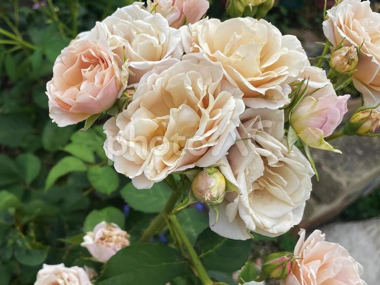 ピーチカラーのバラとつぼみの美しい一枝 薔薇,ローズ,花の写真素材