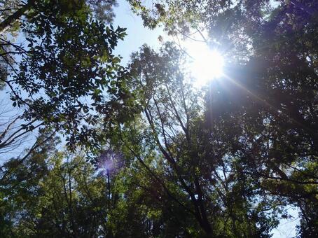 木漏れ日 木漏れ日の写真