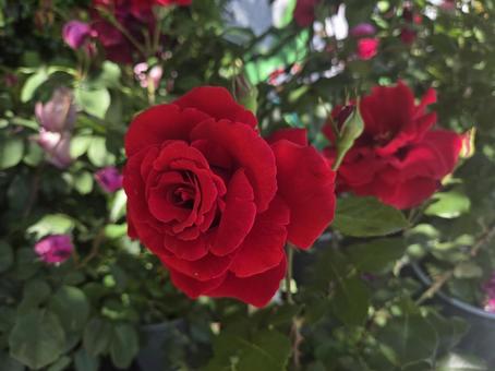 東京 薔薇 東京 薔薇の写真