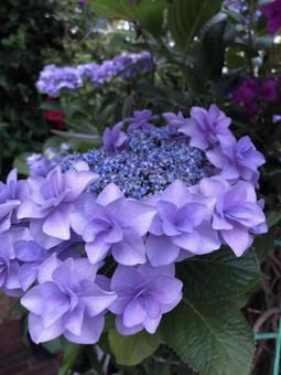 紫の紫陽花 紫の紫陽花の写真