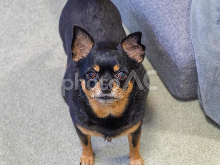 こちらを見つめる犬 犬,わんこ,ペットの写真素材