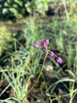 市民農園のらっきょうの花 市民農園のらっきょうの花 らっきょう,エシャレット,花の写真素材