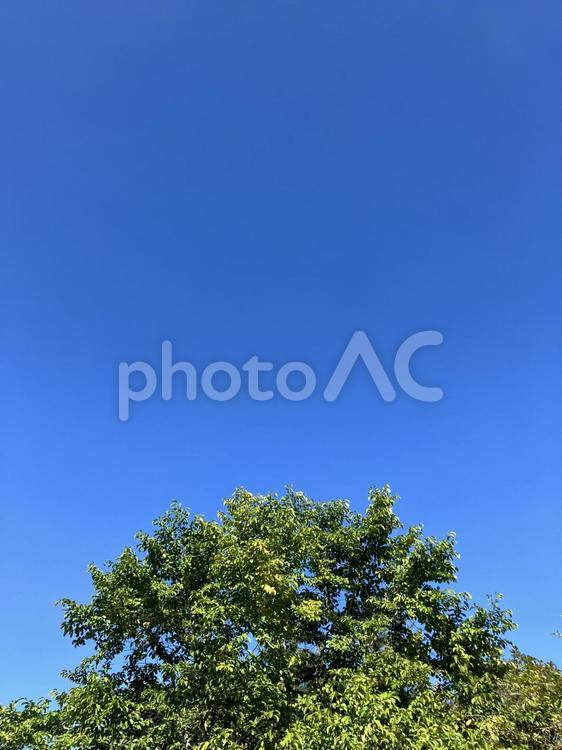 北海道の青空と樹木 北海道,青空,樹木の写真素材