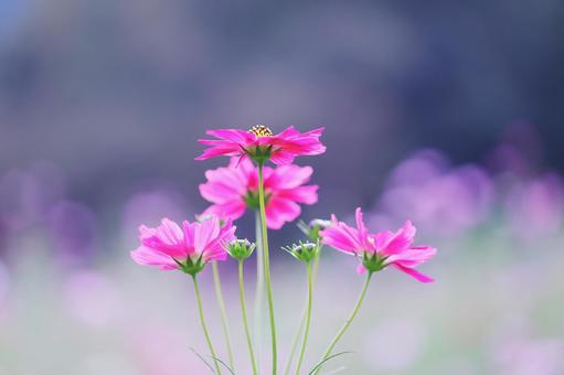 秋の日差しに輝くピンクのコスモス 秋の日差しに輝くピンクのコスモス 花,コスモス,ピンクの写真素材