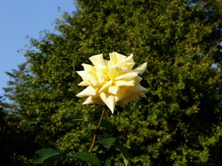 木々を背景に咲く黄色いバラの花 バラ,花,植物の写真素材
