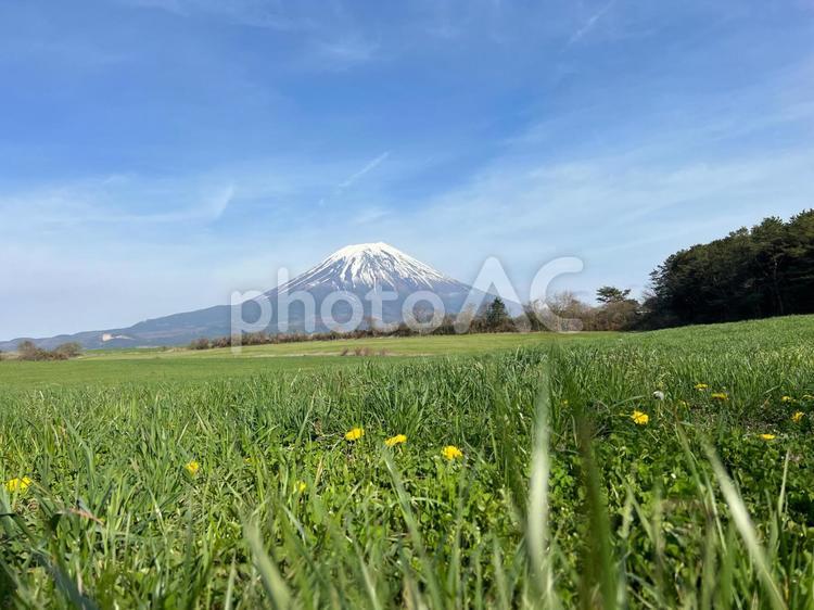 富士山と春の草原の絶景 富士山,草原,春の写真素材