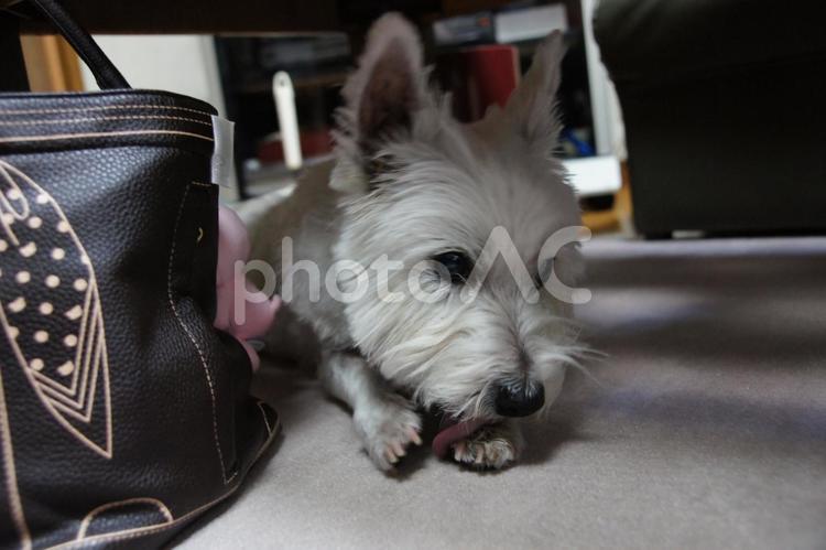 ホワイトテリア　チビタ　2011年㊶ ホワイトテリア,愛犬,ペットの写真素材