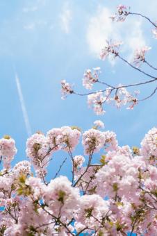 桜 桜,さくら,春の写真素材