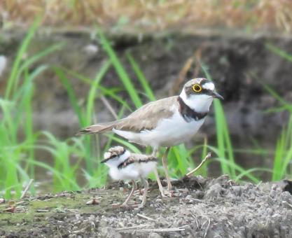 A parent and child of a little ringed plover, JPG