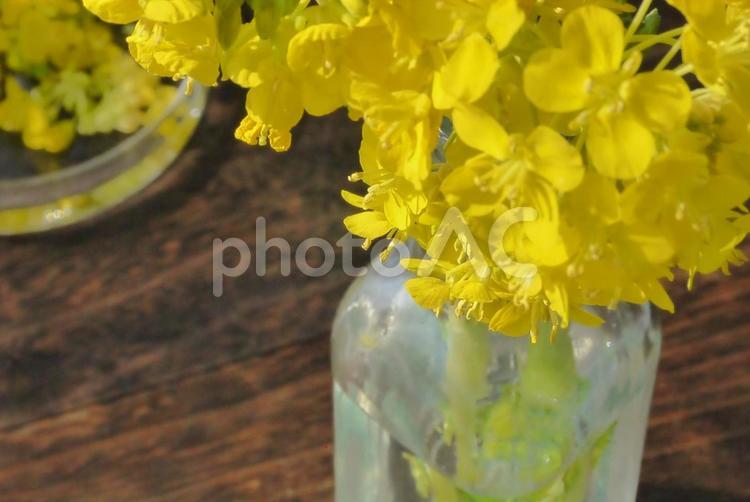 花瓶に生けた菜の花と影3 春,花,ナノハナの写真素材