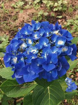 Hydrangea 1, JPG Hydrangea 1, JPG