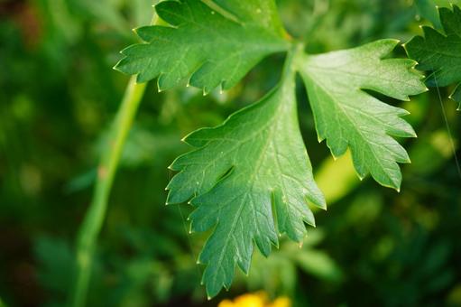 Photo, italian parsley, field, vegetables, 