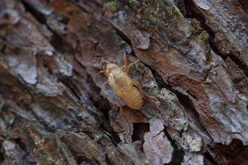 セミの抜け殻 セミの抜け殻 セミの抜け殻,樹皮,樹木の写真素材