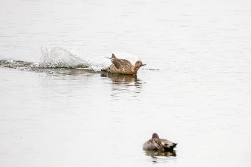 オナガガモの着水⑿ 鳥,カモ,オナガガモの写真素材