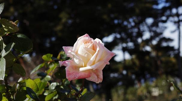 【花の写真】ばらの花 rose,植物,園芸の写真素材