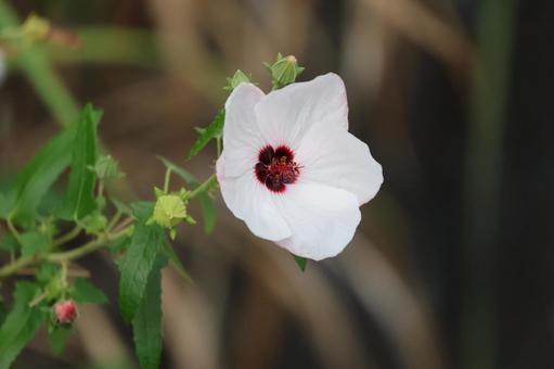 白い花びらのタカサゴフヨウの花のアップ 白い花びらのタカサゴフヨウの花のアップの写真