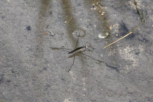 ９月中旬の田んぼのアメンボの写真