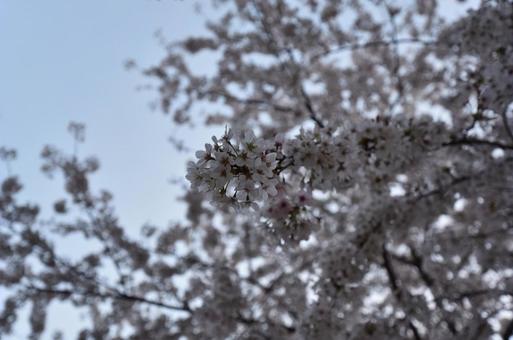 桜2 桜2の写真