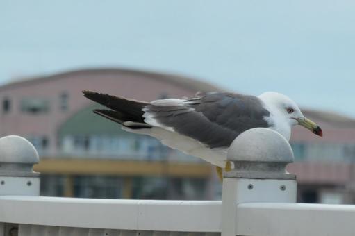 ウミネコ ウミネコ ウミネコ,海鳥,海の写真素材