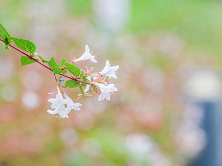 アベリア アベリアの写真