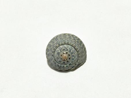 灰色の巻き貝の抜け殻 灰色の巻き貝の抜け殻 貝,巻き貝,殻の写真素材