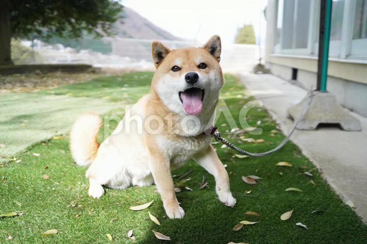 柴犬　お座り　舌出し　4月 柴犬,ペット,カワイイの写真素材