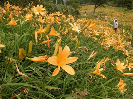 Photo, nikkoksge, alpine plants, summer, 