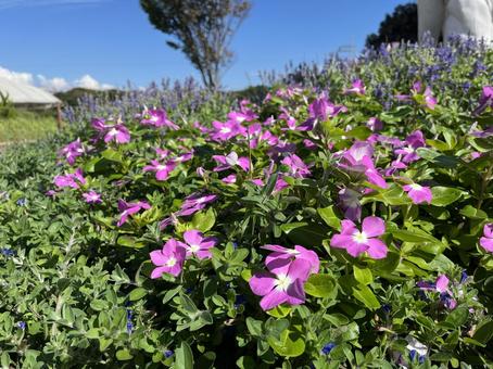 ニチニチソウと青空 ニチニチソウ,青空,ピンクの写真素材