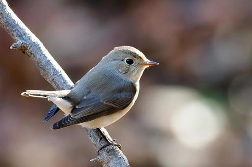 オジロビタキの写真