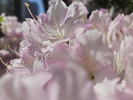 Photo, wander, flower, pink, 