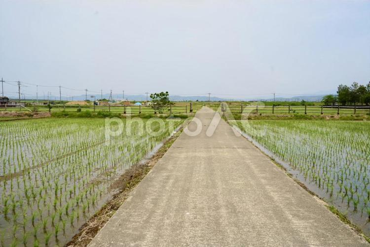 とある水田の風景 地方,風景,田んぼの写真素材