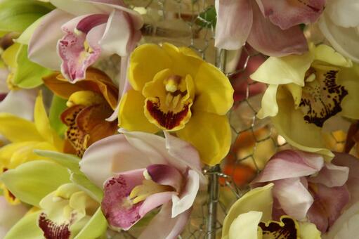 シンビジウム・ラン　マクロ 美しい,鮮やか,冬の写真素材