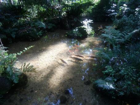 池の鯉 池の鯉の写真