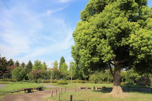 公園 公園の写真