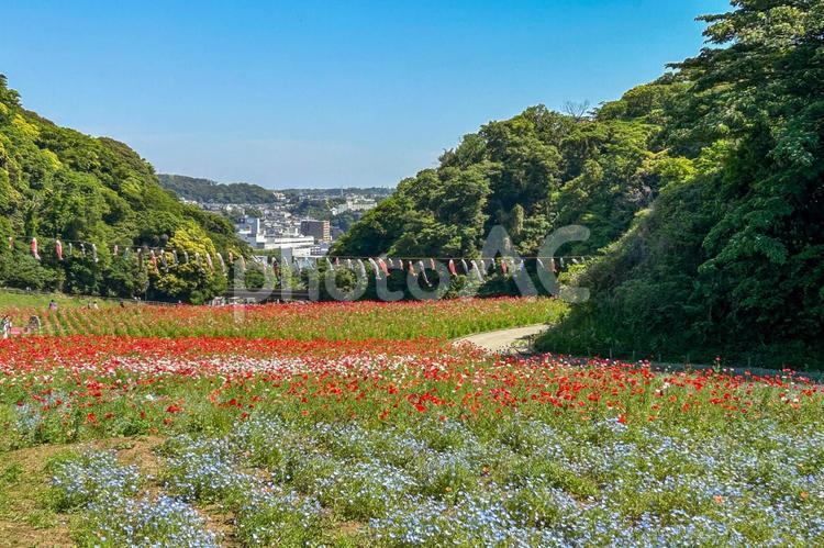 花と青空が美しい5月のくりはま花の国 くりはま花の国,こいのぼり,カラフルの写真素材