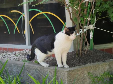 熊本市 街なかの野良猫 熊本市 街なかの野良猫 野良猫,地域猫,猫の写真素材